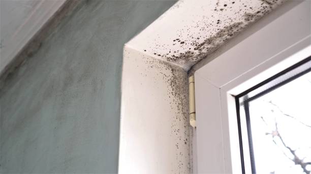 Best Professional Mold Removal  in Sidney, MT