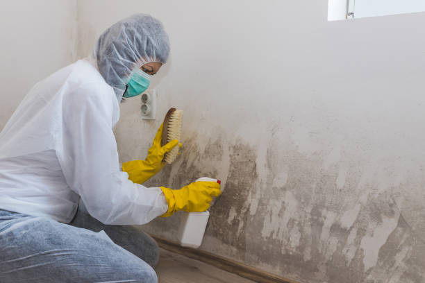 Best Local Mold Removal Service  in Sidney, MT