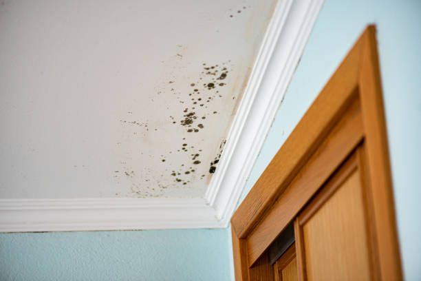 Best Crawl Space Mold Removal  in Sidney, MT