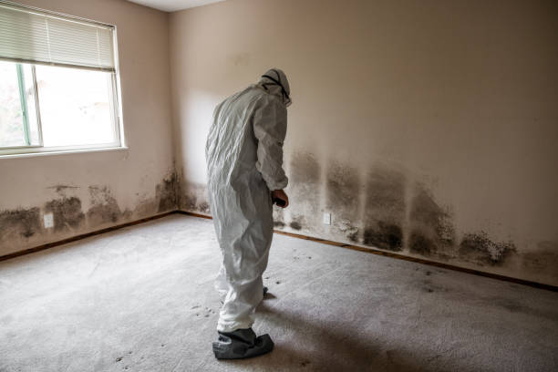 Best Attic Mold Removal  in Sidney, MT