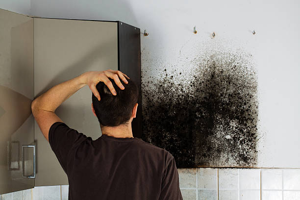 Best Professional Mold Removal  in Sidney, MT