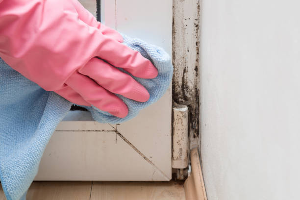 Best Office Mold Removal Services  in Sidney, MT